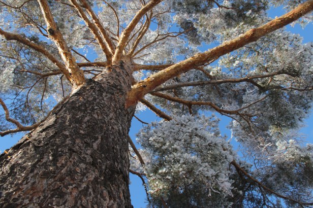 JonathanHoran-TreeClimb